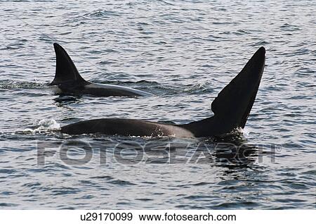 Two male Killer whales (Orcinus orca) - one is a well known individual, John Coe, recognised by the old wound in his dorsal fin. Hebrides, West coast of Scotland. View Large Photo Image Stock Photo - Two male Killer whales (Orcinus orca) - one is a well known individual, John Coe, recognised by the old wound in his dorsal fin. Hebrides, West coast of Scotland. . Fotosearch