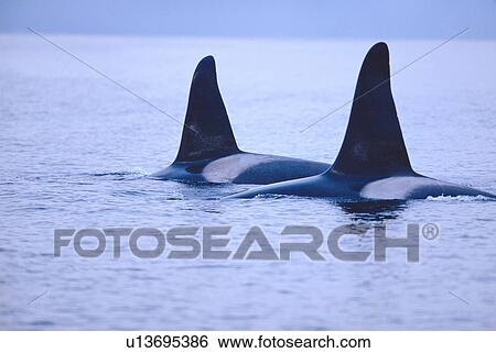 Two male Killer whales (Orcinus orca) at surface Tysfjord, Norway View Large Photo Image Stock Photograph - Two male Killer whales (Orcinus orca) at surface Tysfjord, Norway. Fotosearch