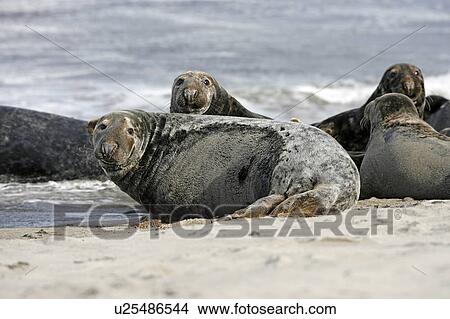 Two resting female Grey Seals (Halichoerus grypus) on a sandy beach, Pentlands Firth, Scotland. View Large Photo Image Picture - Two resting female Grey Seals (Halichoerus grypus) on a sandy beach, Pentlands Firth, Scotland.. Fotosearch