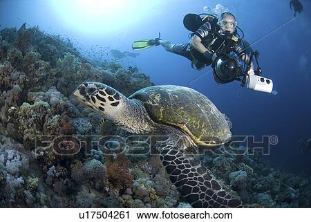 Stock Image - Underwater Photographer and Hawksbill turtle on Red Sea coral reef, Red Sea.. Fotosearch