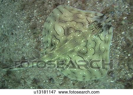 Undulate Ray from above. UK View Large Photo Image Stock Photo - Undulate Ray from above. UK. Fotosearch