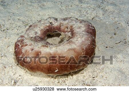 Stock Photo - Unidentified sponge, Rongelap, Marshall Islands, Micronesia. Fotosearch