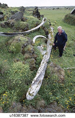 Stock Photo - Upper and lower jaw bones (+ one rib) of a blue whale (Balaenoptera musculus) at an old whaling station. BBC Broadcaster John Craven for scale. Snaefellsness Peninsular, Iceland.. Fotosearch