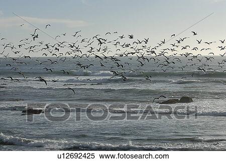 Stock Photography - Various Gulls working the surf San Simeon, California, USA, Pacific Ocean, Monterey Bay National Marine Sanctuary. Fotosearch