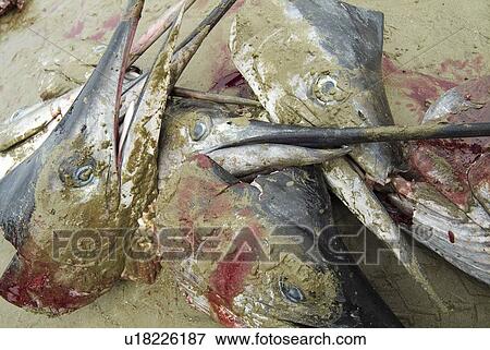 Various types of billfish. Uncontrolled fishing in Ecuador. View Large Photo Image Stock Photo - Various types of billfish. Uncontrolled fishing in Ecuador.. Fotosearch