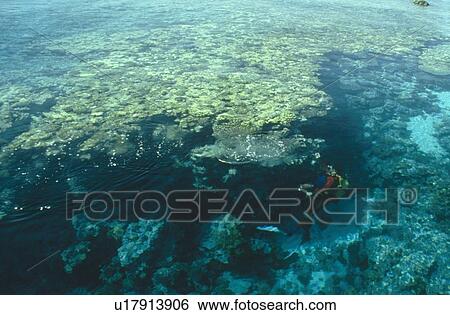 View of diver from boat. Red Sea. View Large Photo Image Stock Photograph - View of diver from boat. Red Sea.. Fotosearch