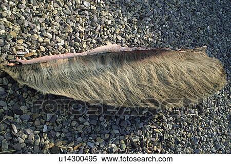 Stock Photography - View of outside surface of baleen plates removed from a young Humpback whale which stranded, dead, on a beach. Cape Cod, USA.. Fotosearch
