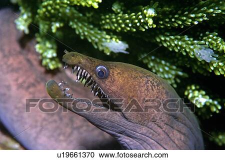 Viper moray or mulatto conger, Enchelycore nigricans, St. Peter and St. Paul's rocks, Brazil, Atlantic Ocean View Large Photo Image Stock Image - Viper moray or mulatto conger, Enchelycore nigricans, St. Peter and St. Paul's rocks, Brazil, Atlantic Ocean . Fotosearch