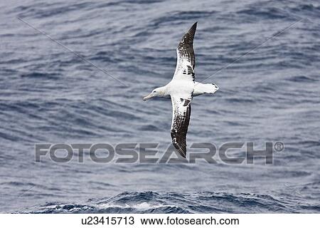 Stock Image - Wandering albatross (Diomedea exulans) on the wing in the Drake Passage between the tip of South America and the Antarctic Peninsula, southern ocean.. Fotosearch
