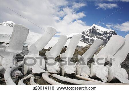 Stock Photo - Weathered whale vertebrae on Jougla Point near the old British Whaling Station at Port Lockroy on Weincke Island, Antarctica.. Fotosearch
