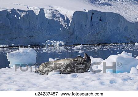 Weddell seal (Leptonychotes weddelli) at rest on ice floe, Paradise Bay, Antarctic Peninsula View Large Photo Image Stock Photo - Weddell seal (Leptonychotes weddelli) at rest on ice floe, Paradise Bay, Antarctic Peninsula. Fotosearch