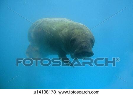 West Indian Manatee (c), (Trichecus manatus manatus), Manatee conservation and research center, Itamarac, Pernambuco, Brazil (South Atlantic) View Large Photo Image Stock Photo - West Indian Manatee (c), (Trichecus manatus manatus), Manatee conservation and research center, Itamarac, Pernambuco, Brazil (South Atlantic). Fotosearch