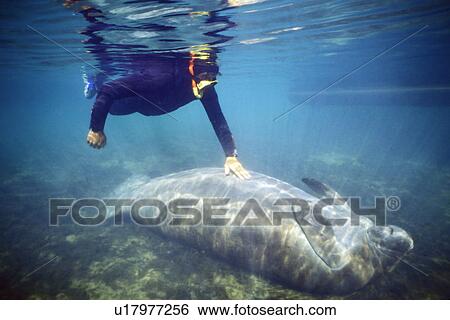 Stock Photograph - West Indian Manatee (Triaenodon manatus) with snorkeler in Homosassa Springs, Florida, USA. (rr). Fotosearch
