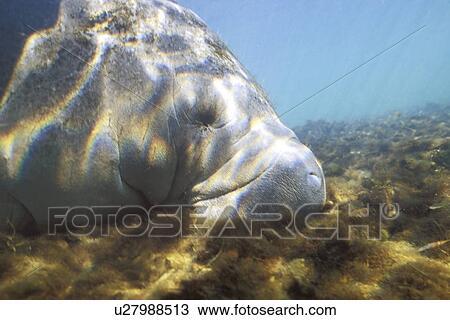 West Indian Manatee (Trichechus manatus) Adult foraging in Homosassa Springs, Florida, USA. (rr) View Large Photo Image Stock Image - West Indian Manatee (Trichechus manatus) Adult foraging in Homosassa Springs, Florida, USA. (rr). Fotosearch