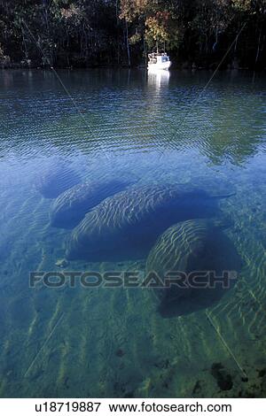 West Indian Manatee (Trichechus manatus) herd at rest in the early morning. Homosassa Springs, Florida, USA. View Large Photo Image Stock Photo - West Indian Manatee (Trichechus manatus) herd at rest in the early morning. Homosassa Springs, Florida, USA.. Fotosearch