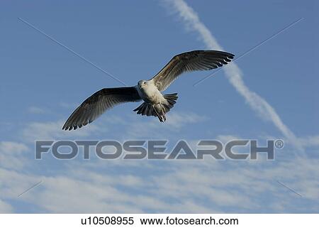 Western Gull (Larus occidentalis) juvenile flying, Monterey, California, USA, Pacific Ocean, National Marine Sanctuary View Large Photo Image Stock Photography - Western Gull (Larus occidentalis) juvenile flying, Monterey, California, USA, Pacific Ocean, National Marine Sanctuary. Fotosearch