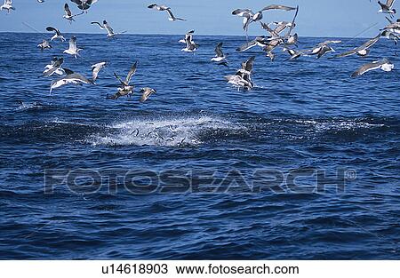 Western gulls, (Larus occidentalis), feeding on bait ball of Sardines (Sardinops sagax) Monterey Bay, California, USA View Large Photo Image Stock Image - Western gulls, (Larus occidentalis), feeding on bait ball of Sardines (Sardinops sagax) Monterey Bay, California, USA. Fotosearch