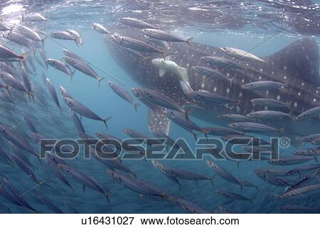 Whale shark (Rhincodon typus) feeding amongst Mackerel bait ball, White remoras attached to shark Sea of Cortez, Mexico View Large Photo Image Stock Photo - Whale shark (Rhincodon typus) feeding amongst Mackerel bait ball, White remoras attached to shark Sea of Cortez, Mexico. Fotosearch