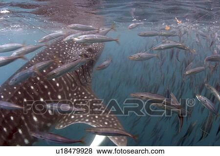 Whale shark (Rhincodon typus) feeding amongst Mackerel bait ball, Sea of Cortez, Mexico View Large Photo Image Stock Photo - Whale shark (Rhincodon typus) feeding amongst Mackerel bait ball, Sea of Cortez, Mexico. Fotosearch