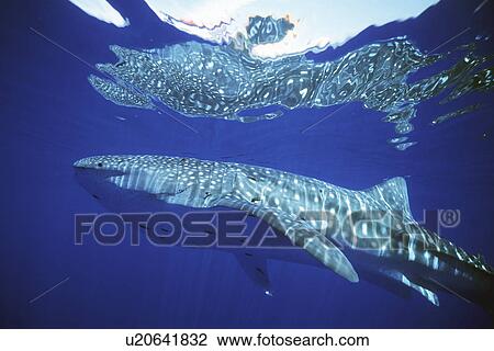 Whale Shark, Rhincodon Typus, in deep water off the island of Lanai, Hawaii View Large Photo Image Stock Image - Whale Shark, Rhincodon Typus, in deep water off the island of Lanai, Hawaii. Fotosearch