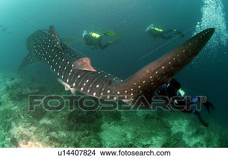 Picture - Whale Shark (Rhincodon typus) Malaysia. Fotosearch