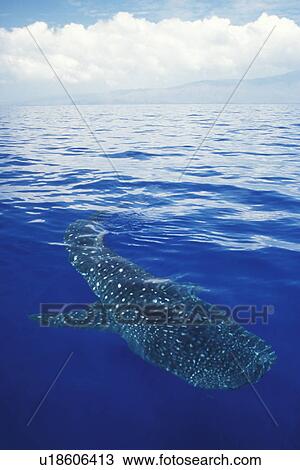 Whale Shark (Rhincodon typus) young in deep water off Lanai, Hawaii, USA. Pacific Ocean. (rr) View Large Photo Image Stock Image - Whale Shark (Rhincodon typus) young in deep water off Lanai, Hawaii, USA. Pacific Ocean. (rr). Fotosearch