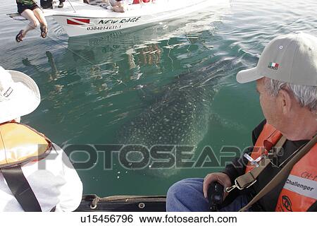 Stock Photograph - Whale Shark (Rhincodon typus) Young with boats and watchers. El Mogote, La Paz, Baja California Sur, Mexico.. Fotosearch