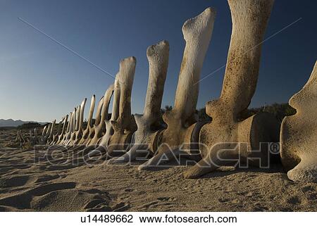 Stock Image - Whale Skeleton. Fotosearch