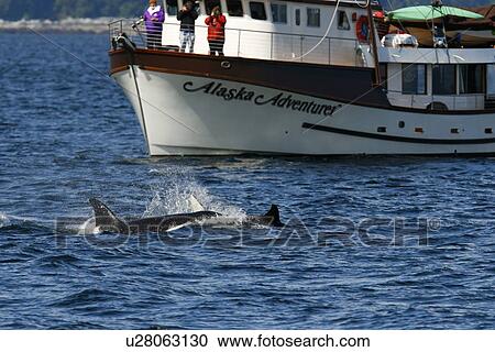 Whalewatchers aboard the "Alaska Adventurer" with a pod of 5 Orcas (Orcinus orca) encountered off Gardner Point on the south end of Admiralty Island, Southeast Alaska. The pod consisted of two adult males, one adult female, one possible juvenile male, and View Large Photo Image Stock Image - Whalewatchers aboard the "Alaska Adventurer" with a pod of 5 Orcas (Orcinus orca) encountered off Gardner Point on the south end of Admiralty Island, Southeast Alaska. The pod consisted of two adult males, one adult female, one possible juvenile male, and. Fotosearch