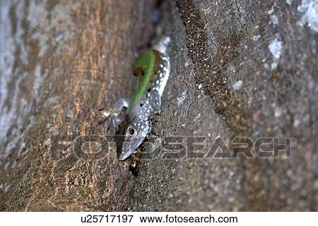 Stock Photo - Whiptail lizard, Kentropyx sp., Mamiraua sustainable development reserve, Amazonas, Brazil Amazonas, Brazil. Fotosearch