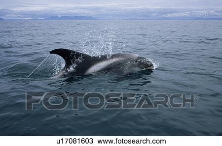 Stock Image - White-beaked dolphin (Lagenorhynchus albirostris). Icelandic coast.. Fotosearch