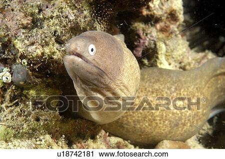 White-eyed Moray (Siderea prosopeion). Borneo, Malaysia View Large Photo Image Stock Image - White-eyed Moray (Siderea prosopeion). Borneo, Malaysia. Fotosearch