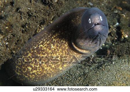 Picture - White-eyed moray, Siderea thysoidea, Cars, Dumaguete, s Island, Philippines. Fotosearch