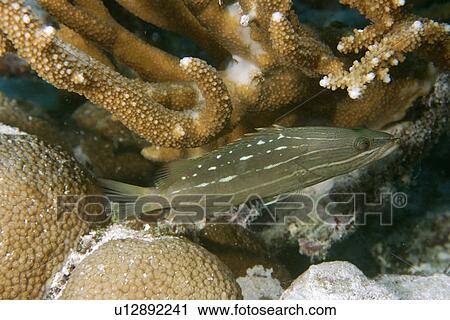 White-lined grouper, Anyperodon leucogrammicus, Rongelap, Marshall Islands, Micronesia View Large Photo Image Stock Image - White-lined grouper, Anyperodon leucogrammicus, Rongelap, Marshall Islands, Micronesia. Fotosearch