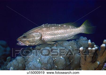 Stock Photo - White-lined grouper, Anyperodon leucogrammicus, with mouth open, Rongelap, Marshall Islands, Micronesia. Fotosearch