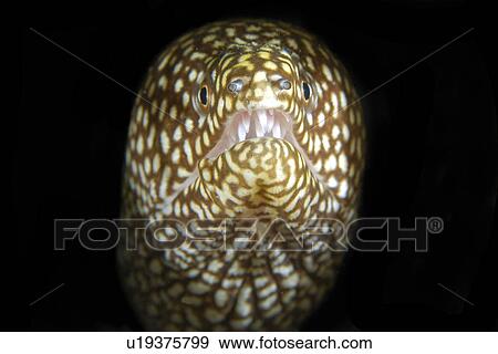 White mouth Moray (Gymnothorax meleagris) Namu Atoll, Marshall Islands (N. Pacific) View Large Photo Image Stock Photo - White mouth Moray (Gymnothorax meleagris) Namu Atoll, Marshall Islands (N. Pacific). Fotosearch