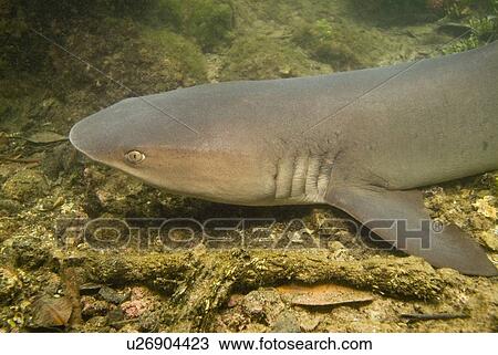 Stock Image - White Tip Reef Shark ( Triaenodon obesus ) resting during daylight hours amongst mangrove growths. Galapagos, Pacific Ocean. Fotosearch