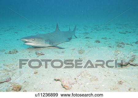 White tip reef shark (Triaenodon obesus) resting on seabed, Cano Island, Costa Rica View Large Photo Image Stock Photo - White tip reef shark (Triaenodon obesus) resting on seabed, Cano Island, Costa Rica . Fotosearch
