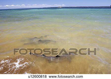 White-tipped Reef Sharks (Triaenodon obesus) foraging in the surf on Bartolome Island in the Galapagos Island Group, Ecuador. Pacific Ocean. View Large Photo Image Stock Photo - White-tipped Reef Sharks (Triaenodon obesus) foraging in the surf on Bartolome Island in the Galapagos Island Group, Ecuador. Pacific Ocean.. Fotosearch