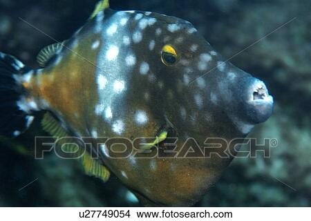 Whitespotted filefish, Cantherhines macrocerus, St. Peter and St. Paul's rocks, Brazil, Atlantic Ocean View Large Photo Image Picture - Whitespotted filefish, Cantherhines macrocerus, St. Peter and St. Paul's rocks, Brazil, Atlantic Ocean . Fotosearch