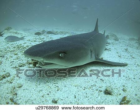 Stock Photo - Whitetip reef shark face on. Galapagos.. Fotosearch