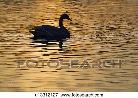 Stock Photo - Whooper swan (Cygnus cygnus) in sunset. UK . Fotosearch