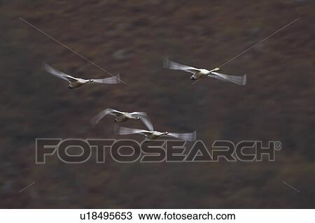 Stock Image - Whooper Swan (Cygnus Cygnus) on an early morning flight, slow shutter speed capturing a circular flight around the valley floor. Shot shows valley walls in the background, Scotland. Fotosearch
