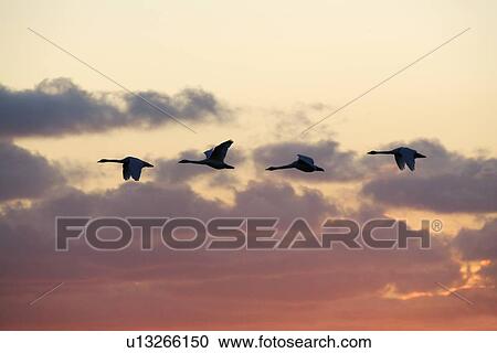 Whooper swans (Cygnus cygnus) at sunset. UK View Large Photo Image Stock Image - Whooper swans (Cygnus cygnus) at sunset. UK. Fotosearch