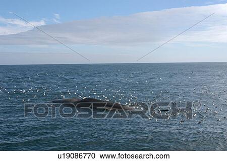 Stock Image - Wide angle of dead Sperm whale (Physeter macrocephalus) floating at sea, surrounded by scavenging fulmars, Faroes Trough. Fotosearch