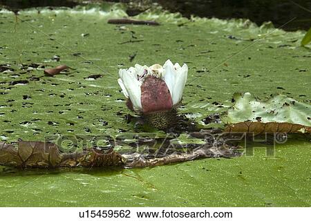 Wild Victoria regia or waterlily flower, Victoria amazonica, the largest of all lilies, Mamiraua sustainable development reserve, Amazonas, Brazil View Large Photo Image Stock Image - Wild Victoria regia or waterlily flower, Victoria amazonica, the largest of all lilies, Mamiraua sustainable development reserve, Amazonas, Brazil. Fotosearch