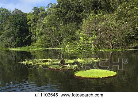 Stock Photography - Wild Victoria regia or waterlily, Victoria amazonica, is the largest of all lilies, Mamiraua sustainable development reserve, Amazonas, Brazil. Fotosearch
