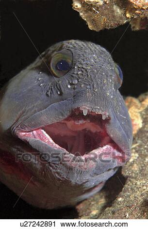 Wolf-fish (Anarhichas Lupus). St Abbs Head, Scotland, UK, North Sea. View Large Photo Image Stock Image - Wolf-fish (Anarhichas Lupus). St Abbs Head, Scotland, UK, North Sea.. Fotosearch