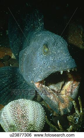 Wolf fish (Anarhichas lupus). St Abbs. UK View Large Photo Image Stock Photograph - Wolf fish (Anarhichas lupus). St Abbs. UK. Fotosearch