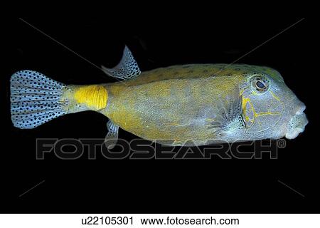 Yellow boxfish, Ostracion cubicus, large adult, Namu atoll, Marshall Islands (N. Pacific) View Large Photo Image Stock Image - Yellow boxfish, Ostracion cubicus, large adult, Namu atoll, Marshall Islands (N. Pacific). Fotosearch